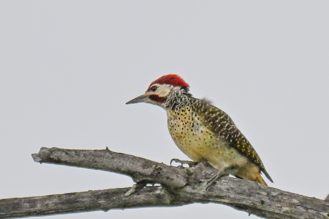 Bennett's Woodpecker - ML646437458