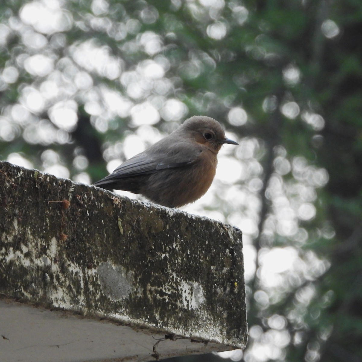 Brown Rock Chat - ML646437459