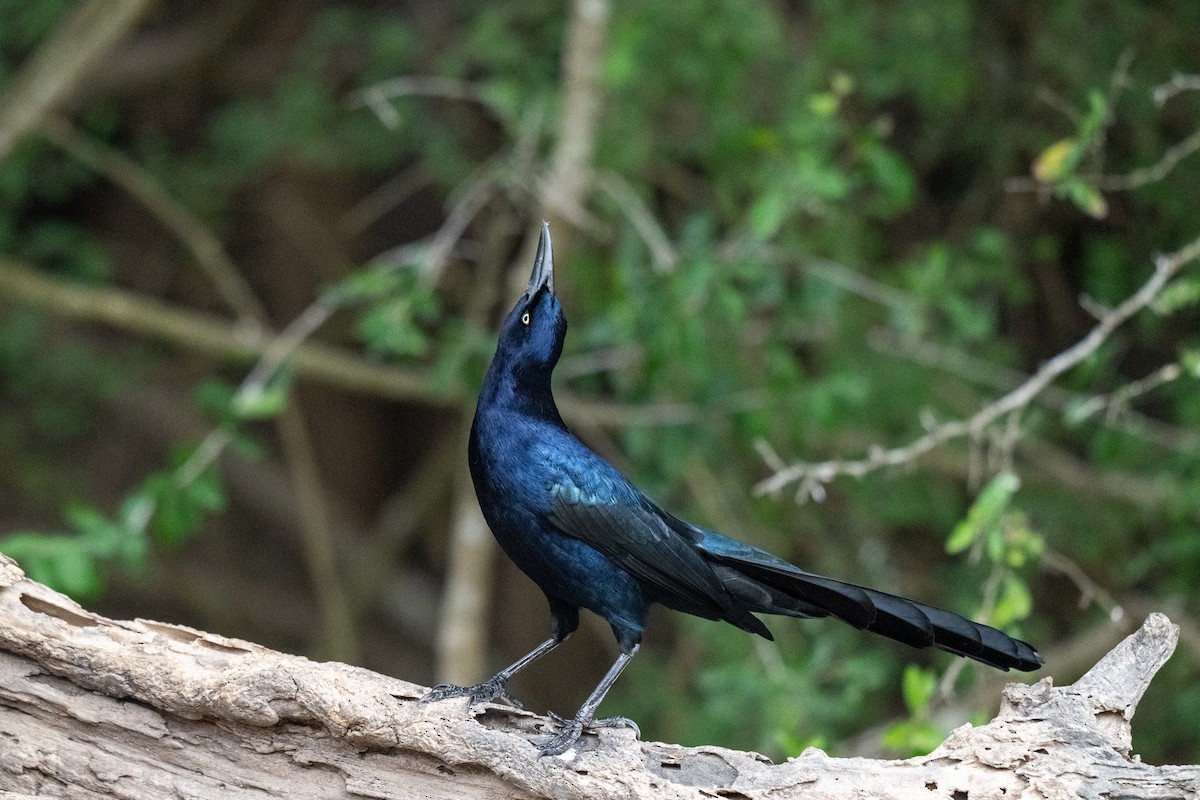 Great-tailed Grackle - ML646437460
