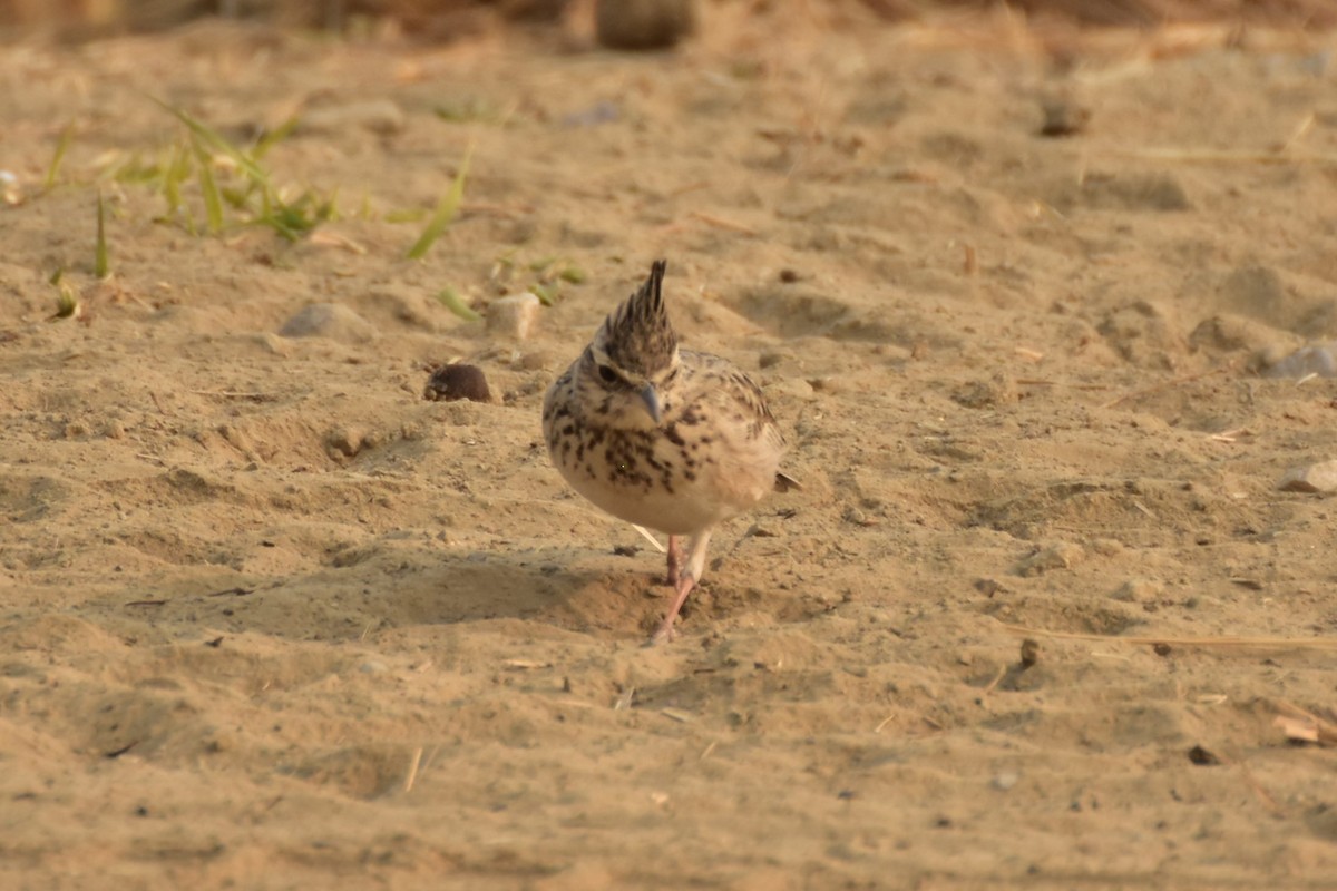 chocholouš obecný - ML646437462