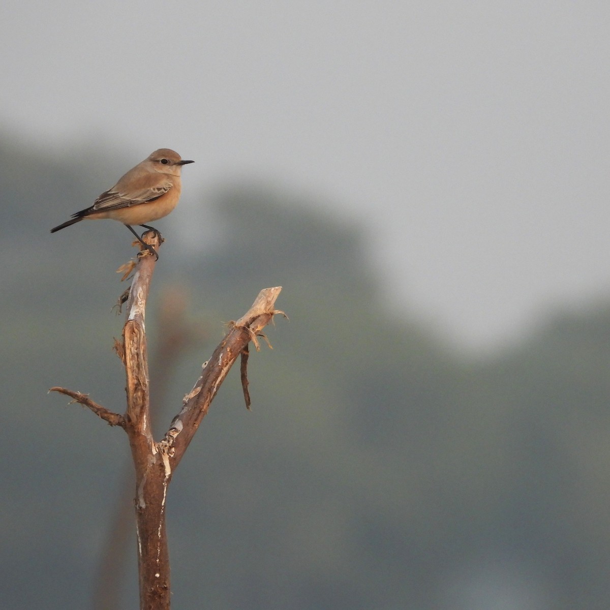 bělořit pouštní - ML646437465
