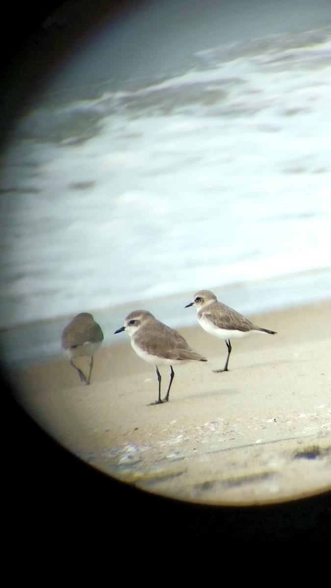 Tibet Cılıbıtı - ML646437466