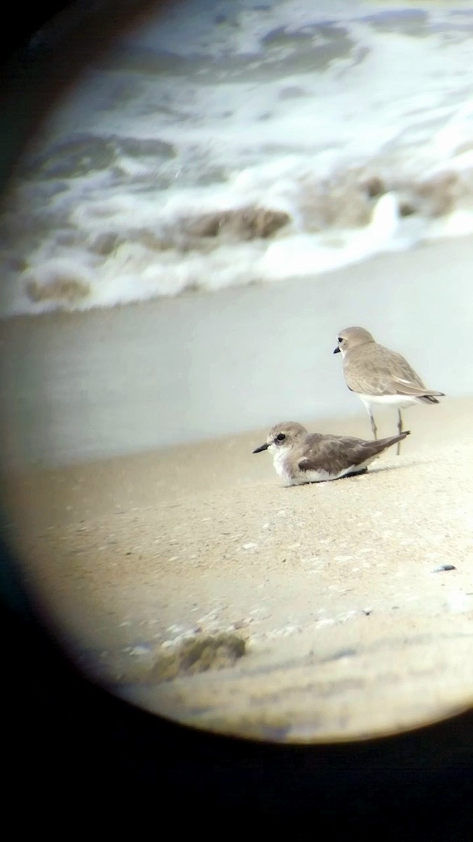 Tibet Cılıbıtı - ML646437467