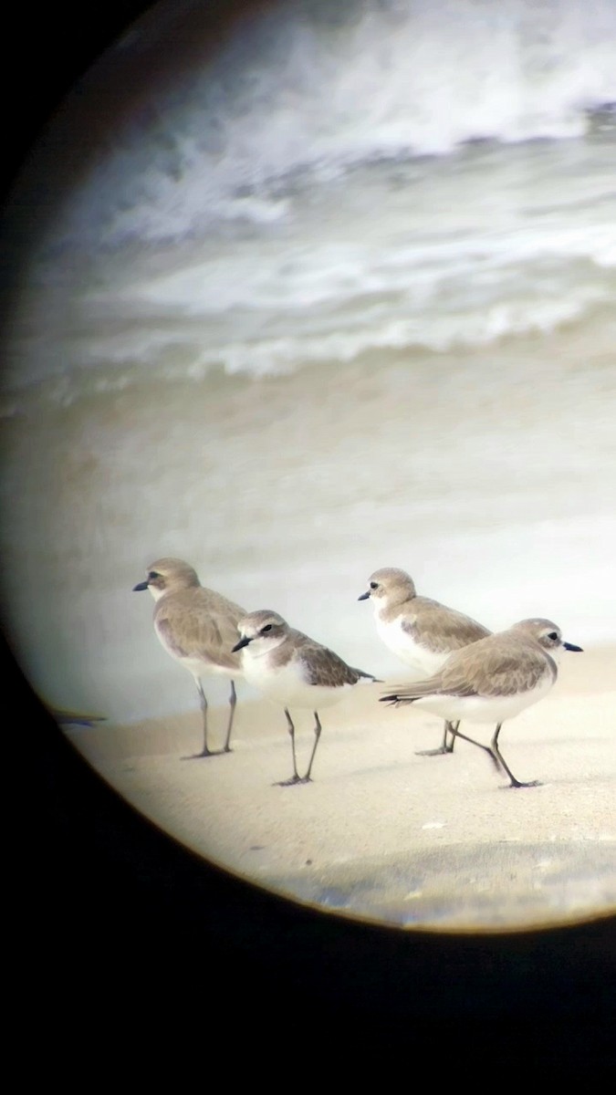 Tibet Cılıbıtı - ML646437468