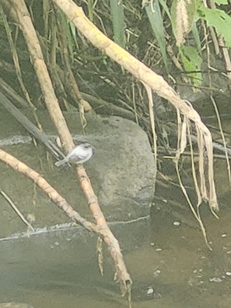 Torrent Tyrannulet - ML646437469