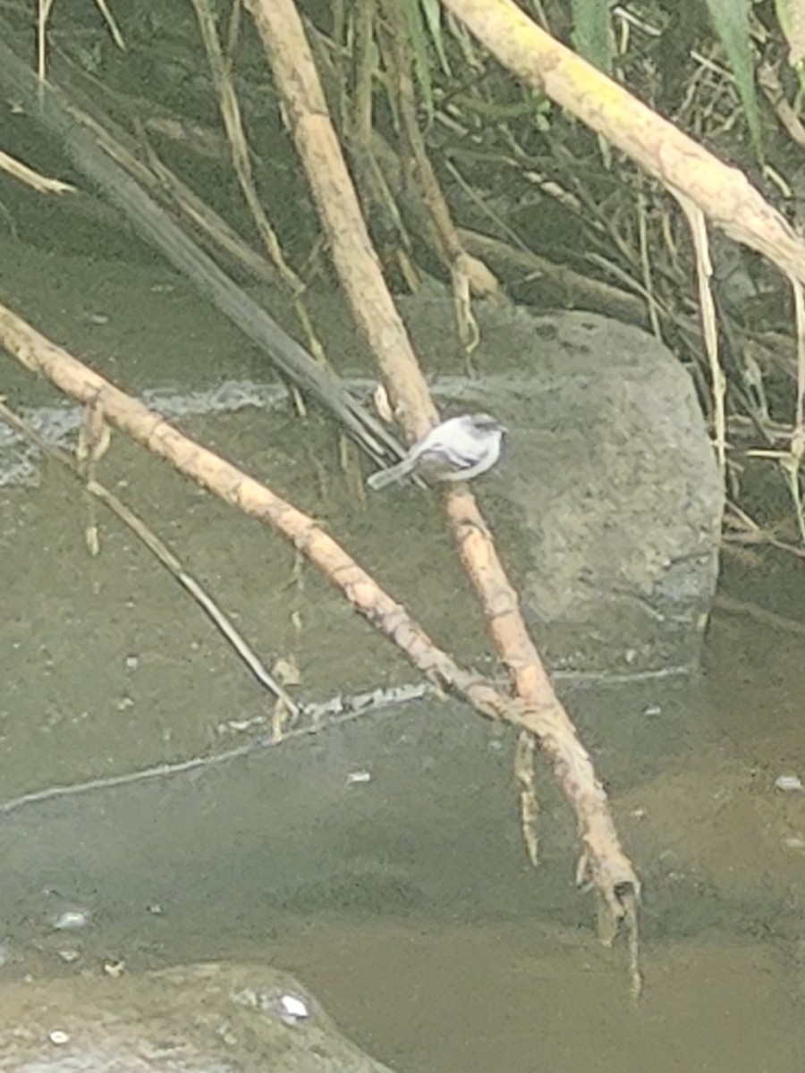 Torrent Tyrannulet - ML646437470