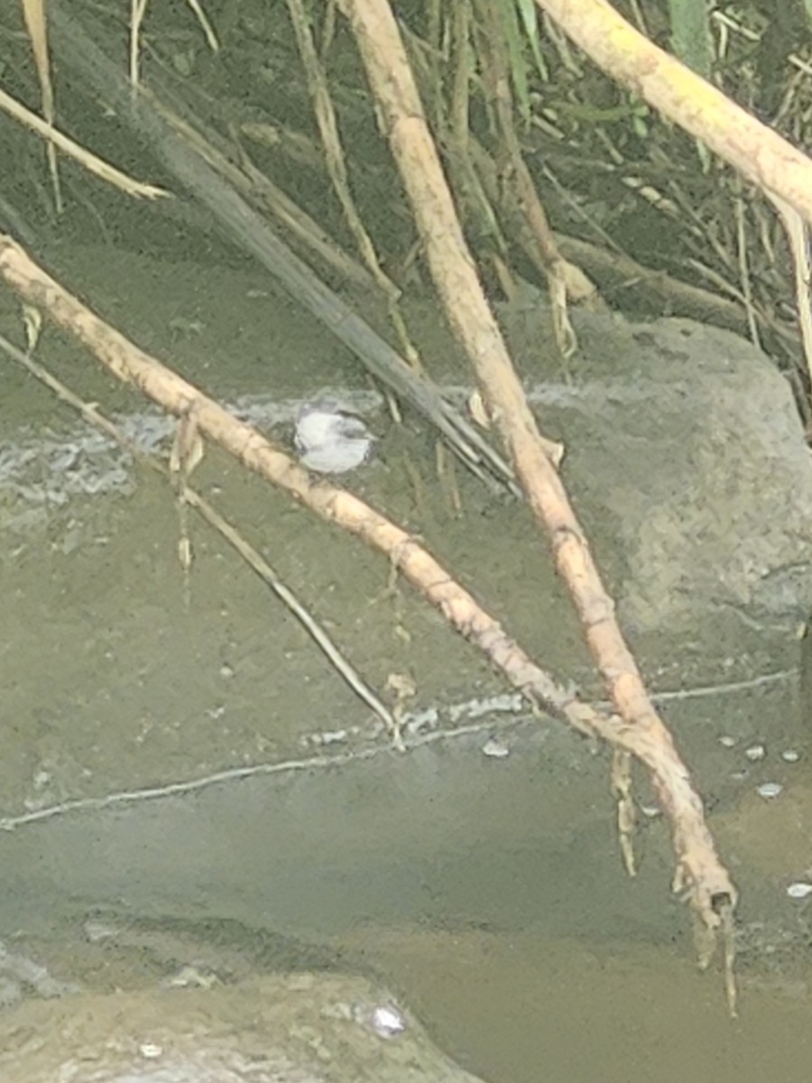 Torrent Tyrannulet - ML646437471