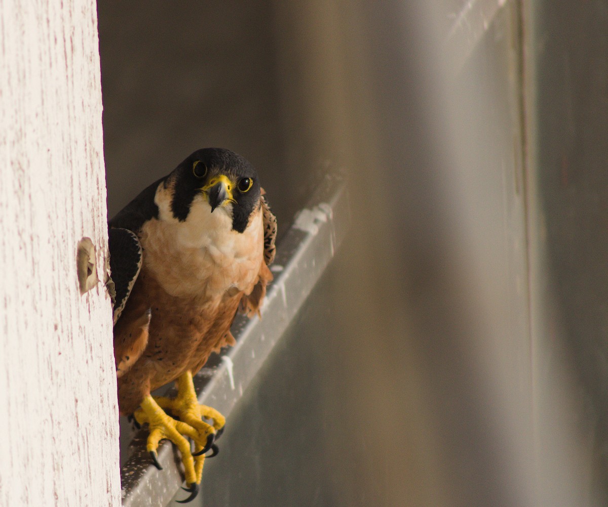 Peregrine Falcon (Shaheen) - ML646437472