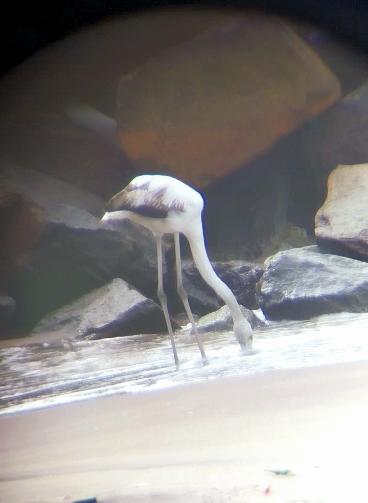 Flamant rose - ML646437475