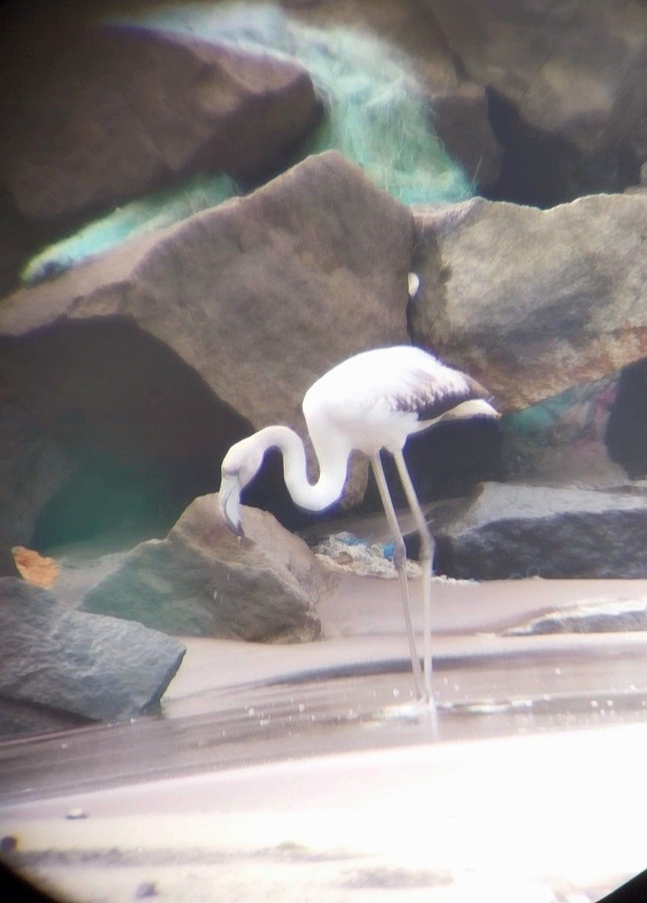 Flamant rose - ML646437476