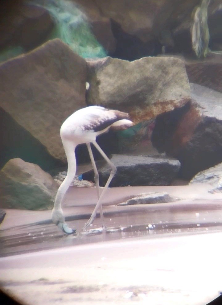 Flamant rose - ML646437477