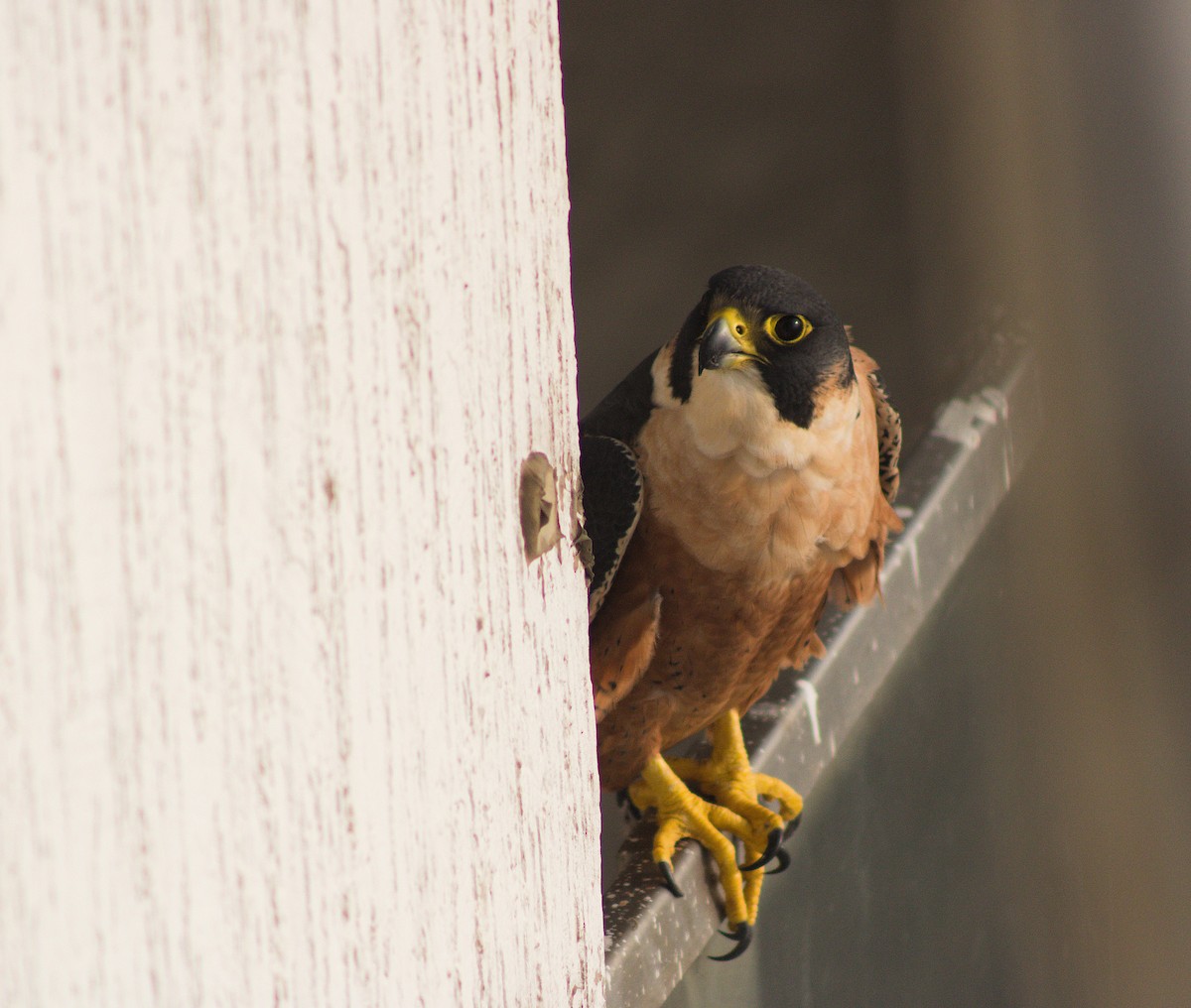 Peregrine Falcon (Shaheen) - ML646437478