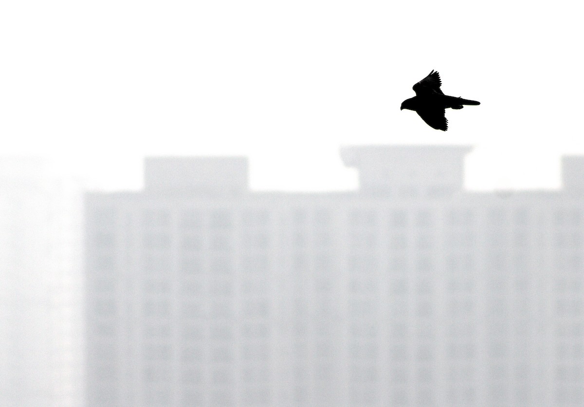 Peregrine Falcon (Shaheen) - ML646437479