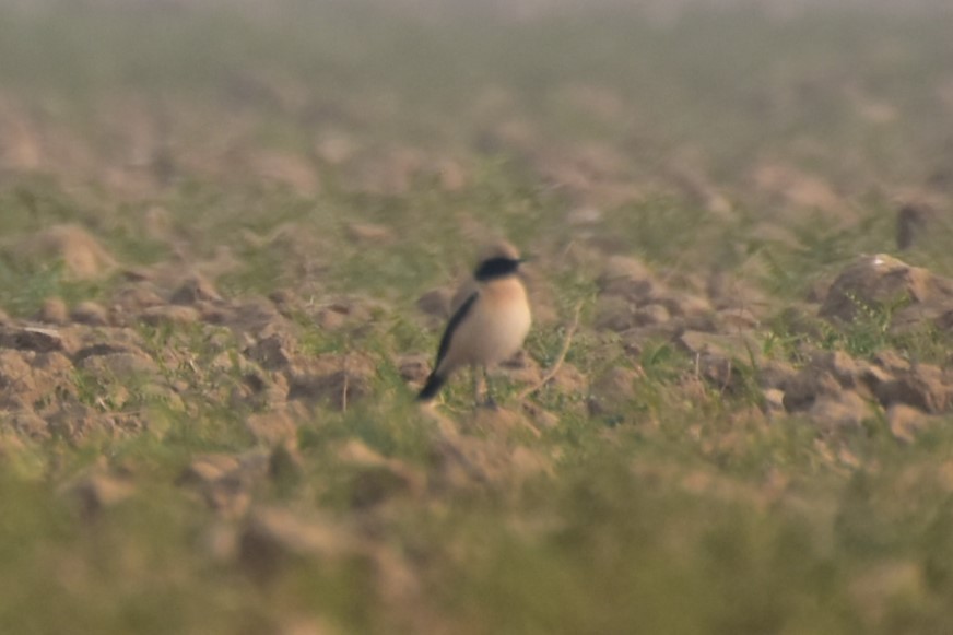 bělořit pouštní - ML646437480