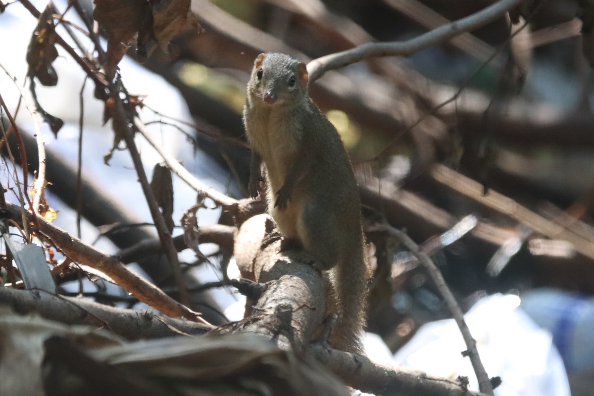 Northern Treeshrew - ML646437481