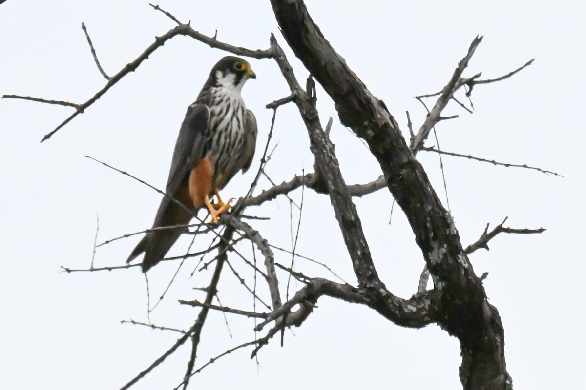 Zuhaitz-belatz eurasiarra - ML646437482