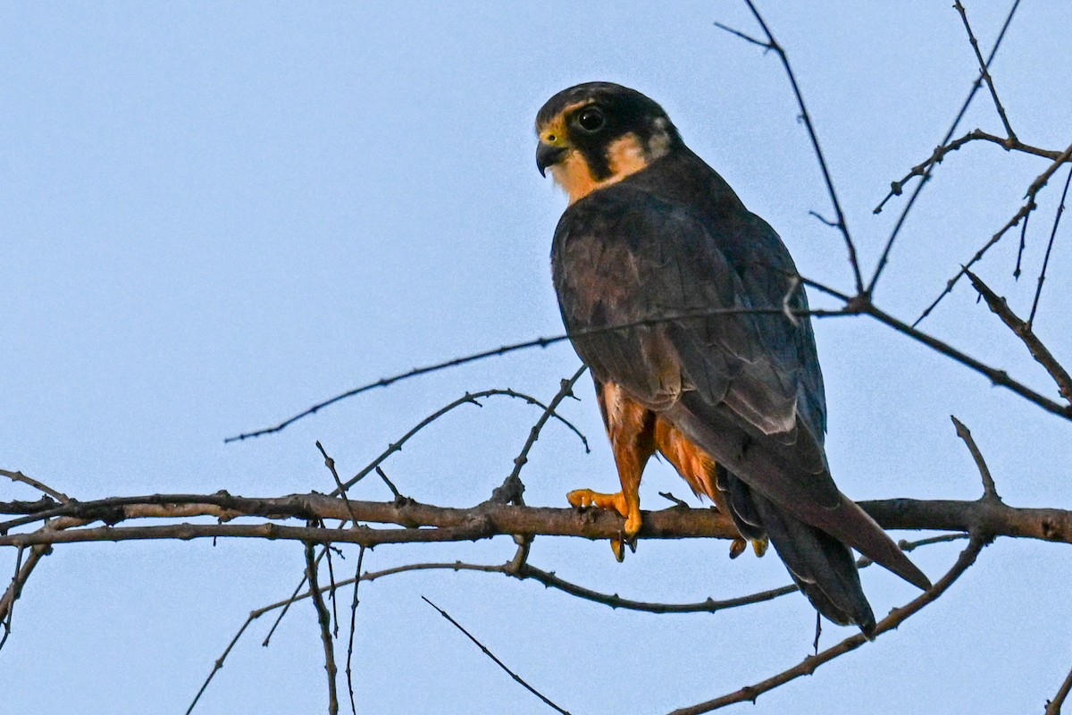 Zuhaitz-belatz eurasiarra - ML646437483