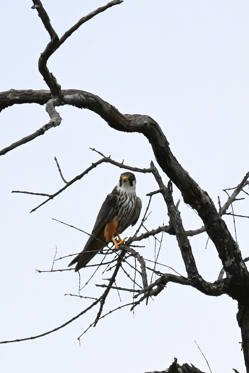 Zuhaitz-belatz eurasiarra - ML646437484