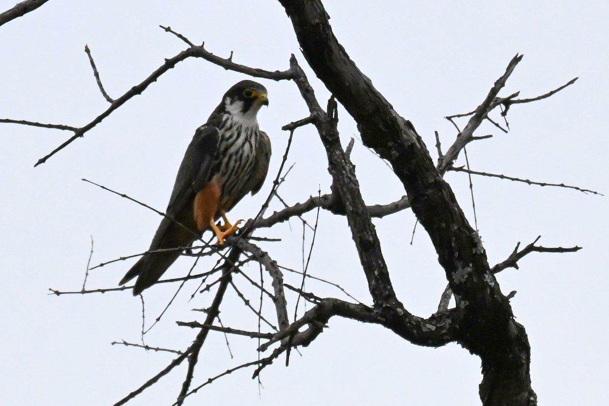 בז עצים - ML646437485