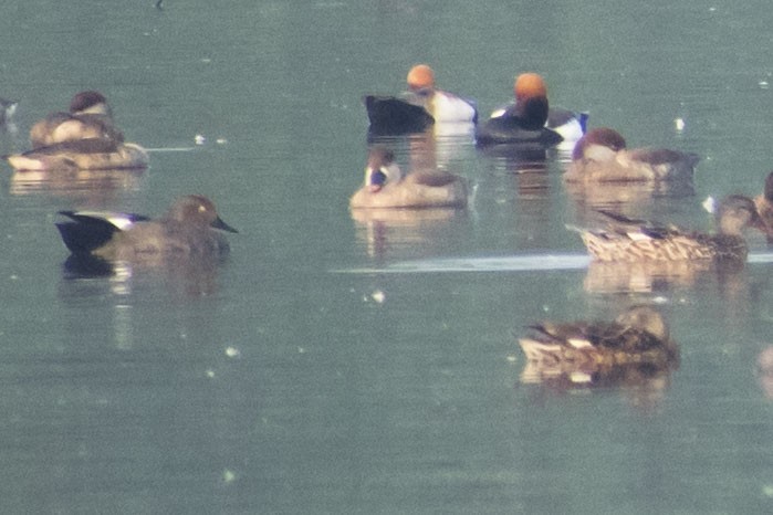 Ánade Friso - ML646437486