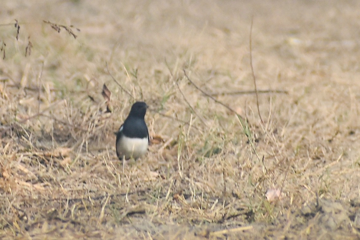 Oriental Magpie-Robin - ML646437488