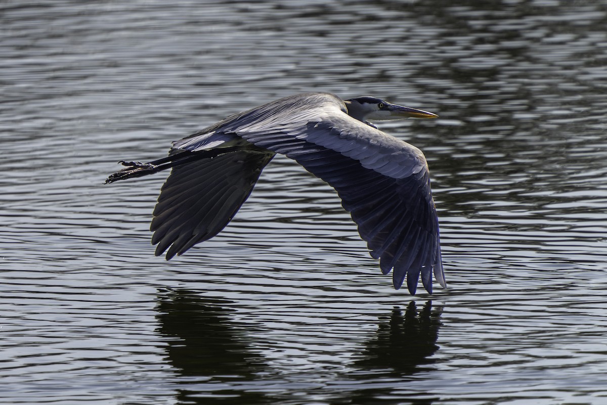 Koartza hauskara amerikarra - ML646437489