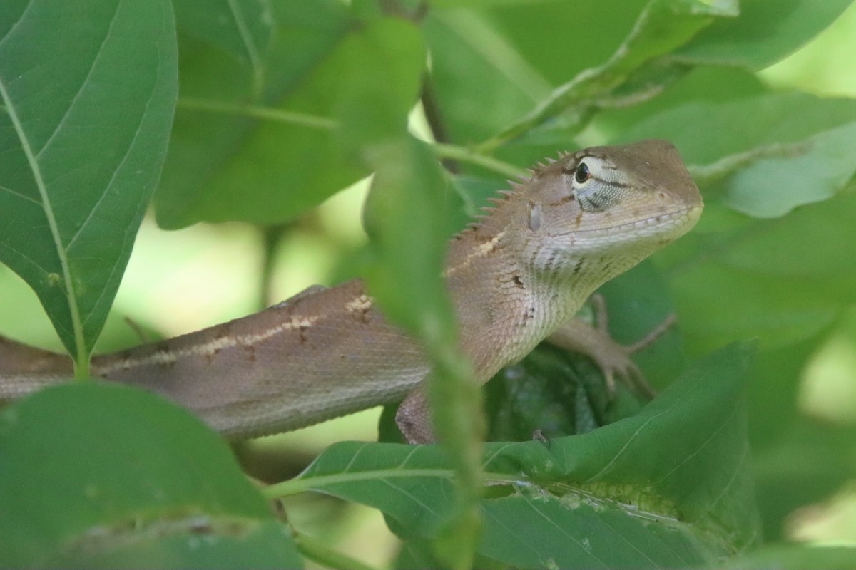 Oriental Garden Lizard - ML646437490