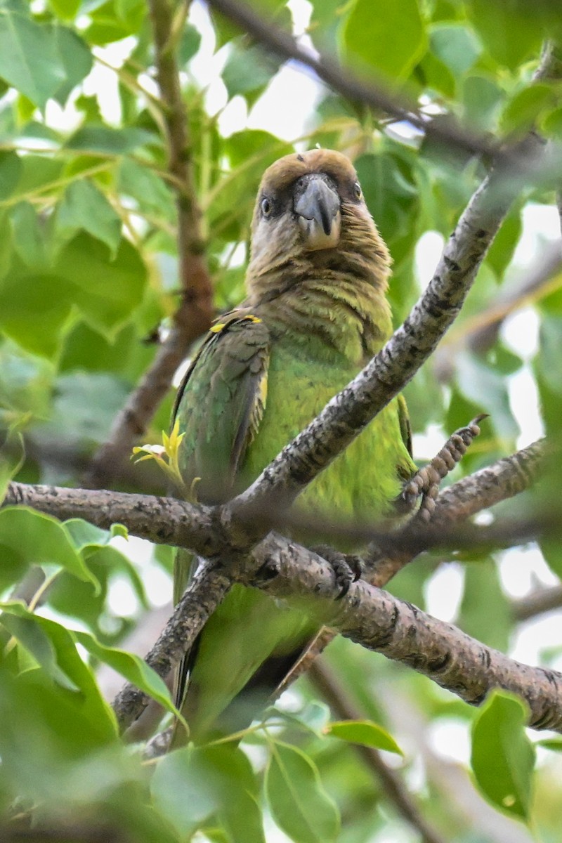 Brown-headed Parrot - ML646437491