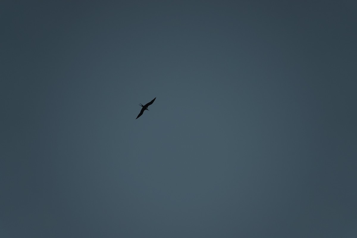 Fragata ertaina - ML646437492