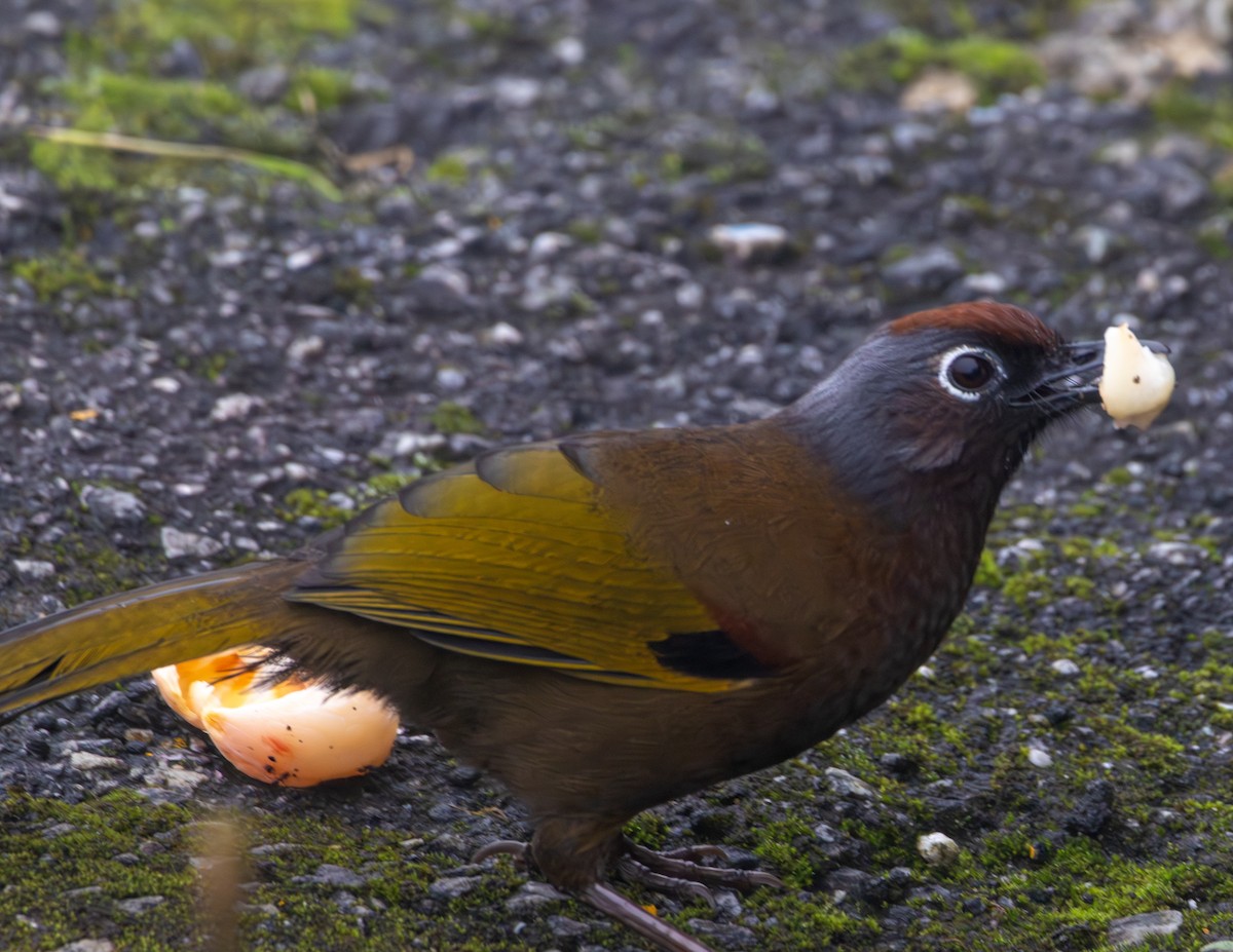 Malayan Laughingthrush - ML646437493
