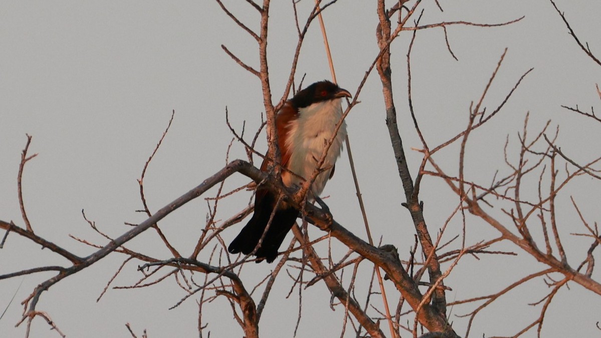 Burchell's Coucal - ML646437494