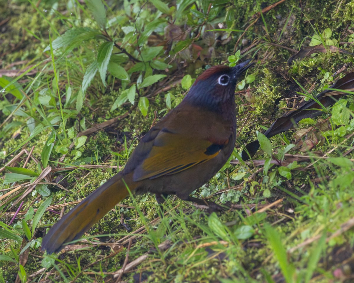 Malayan Laughingthrush - ML646437498