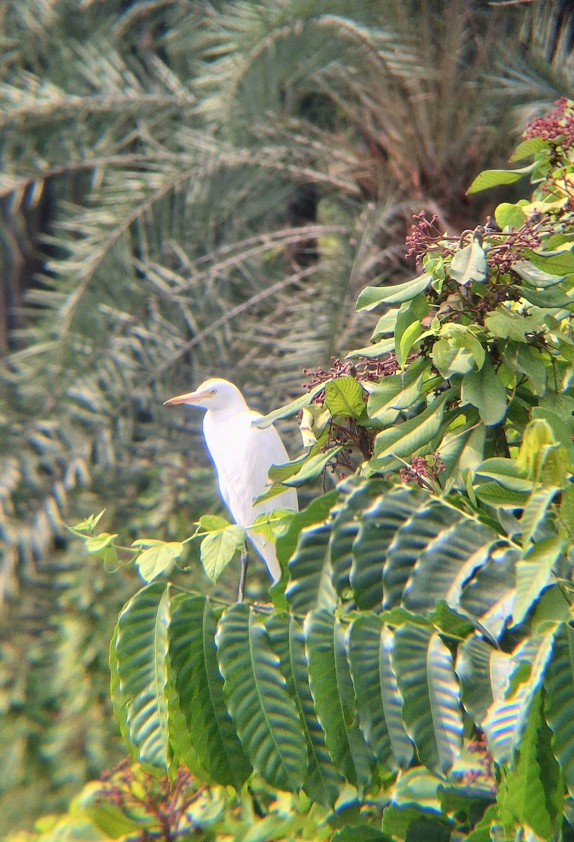 Miru beltza - ML646437500