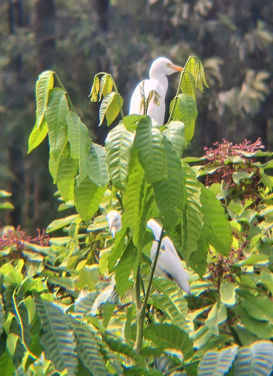 Black Kite - ML646437501