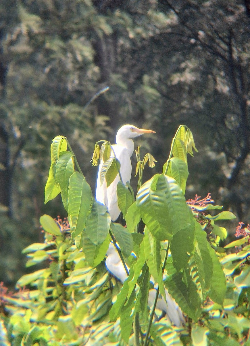 Black Kite - ML646437504