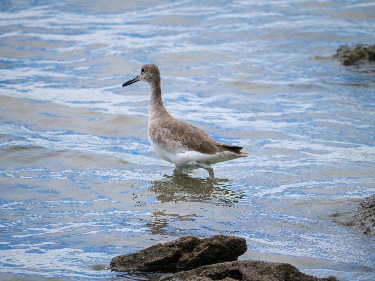 Kuliska erdipalmatua - ML646437505