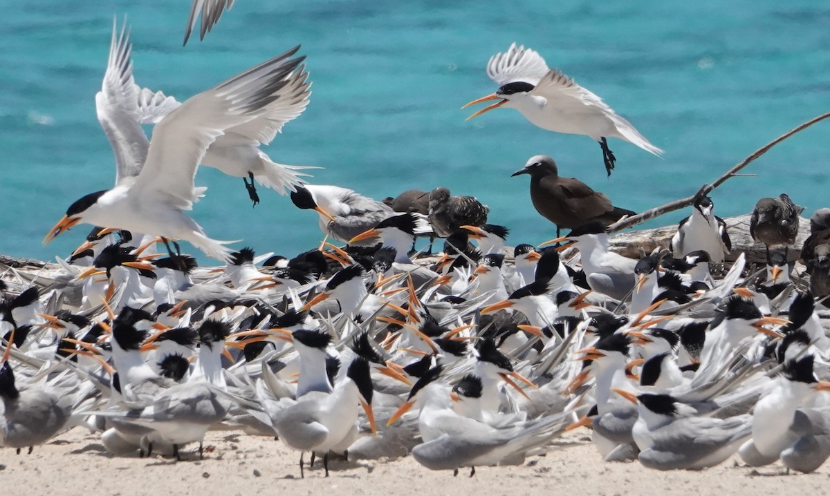 Bengalako txenada - ML646437506