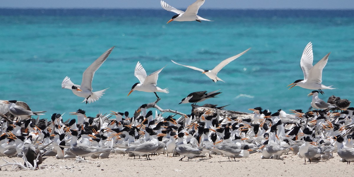 Bengalako txenada - ML646437507