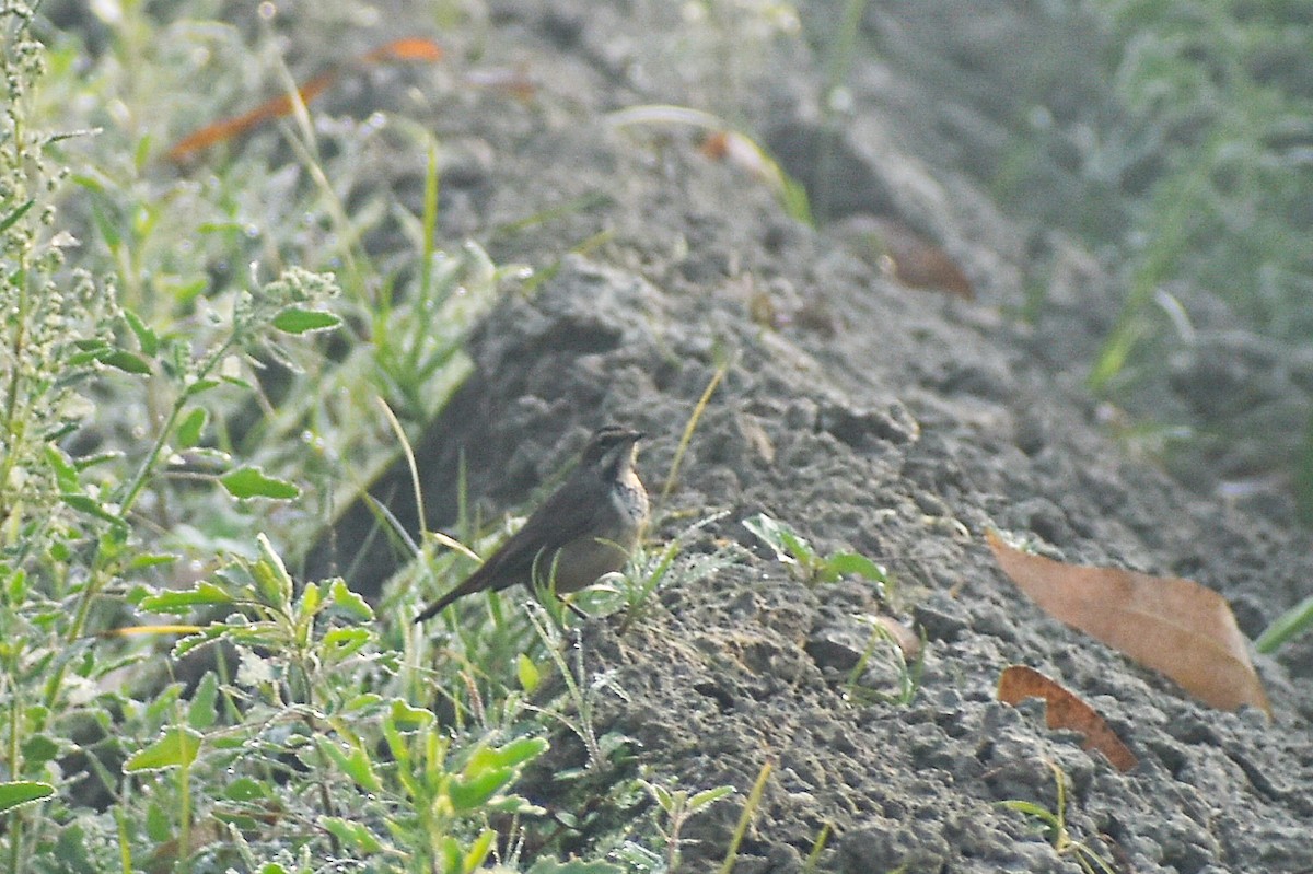 Papourdina - ML646437508