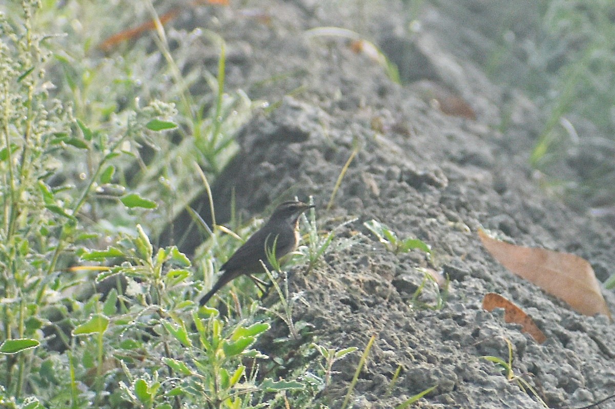 Papourdina - ML646437509