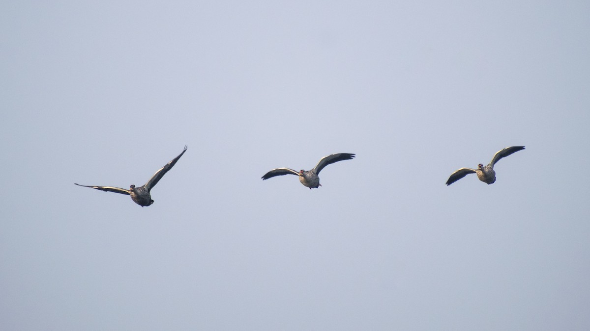 Ahate mokopikart indiarra - ML646437510