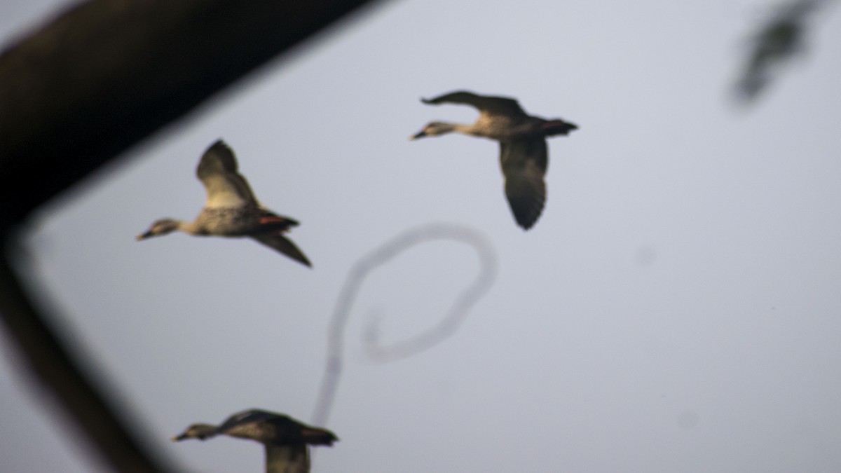 Ahate mokopikart indiarra - ML646437511