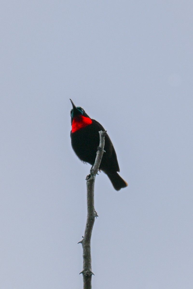 Scarlet-chested Sunbird - ML646437512