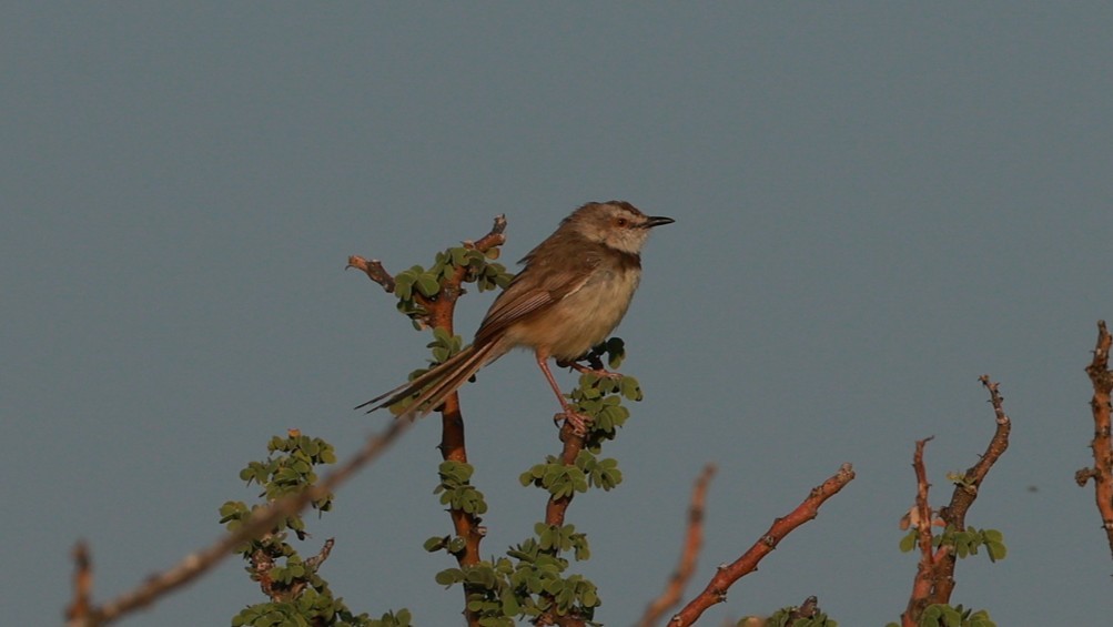 Black-chested Prinia - ML646437513