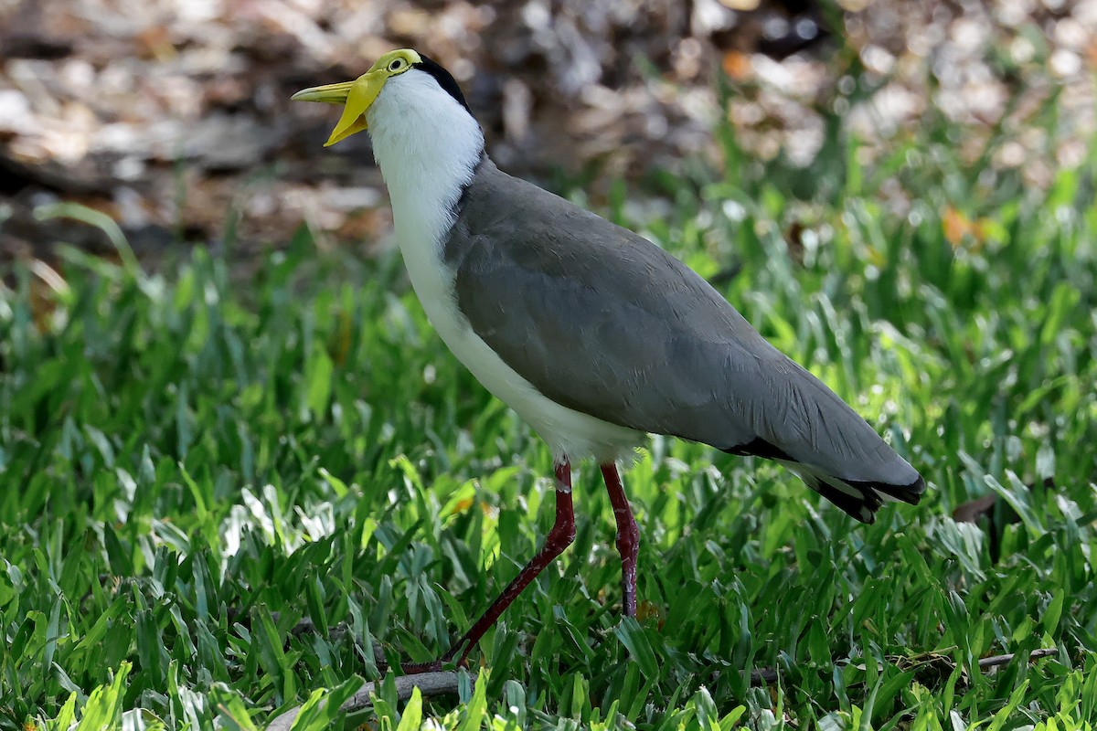 Hegabera maskaraduna - ML646437514