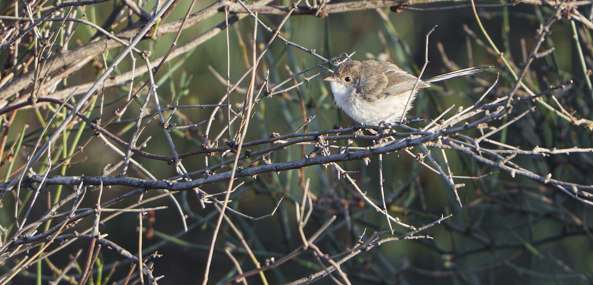 White-winged Fairywren (Blue-and-white) - ML646437516
