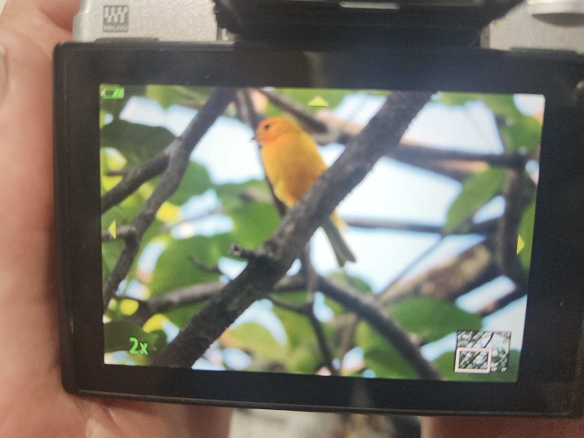 Saffron Finch - ML646437517