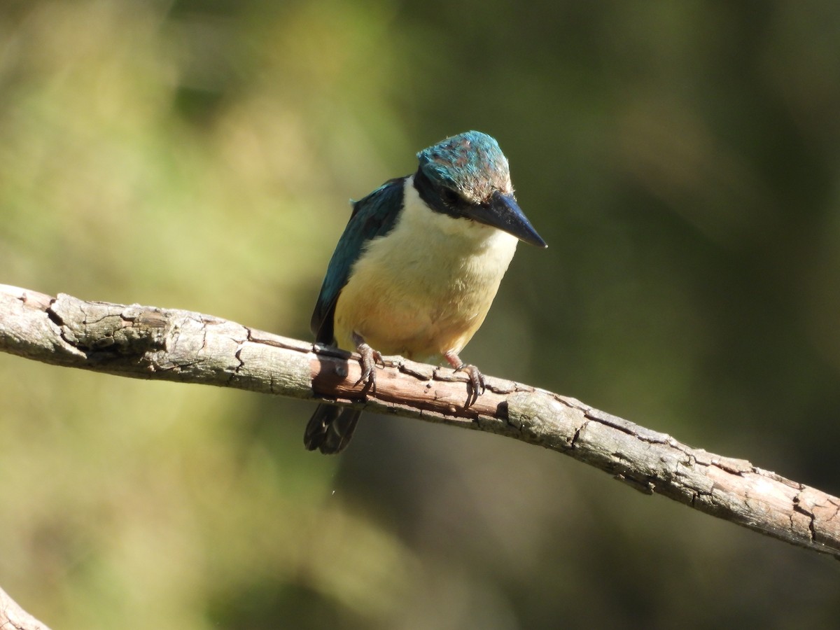 Sacred Kingfisher - ML646437518