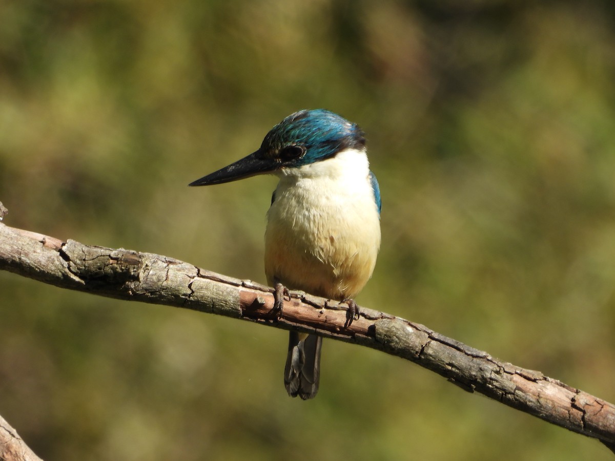 Sacred Kingfisher - ML646437519