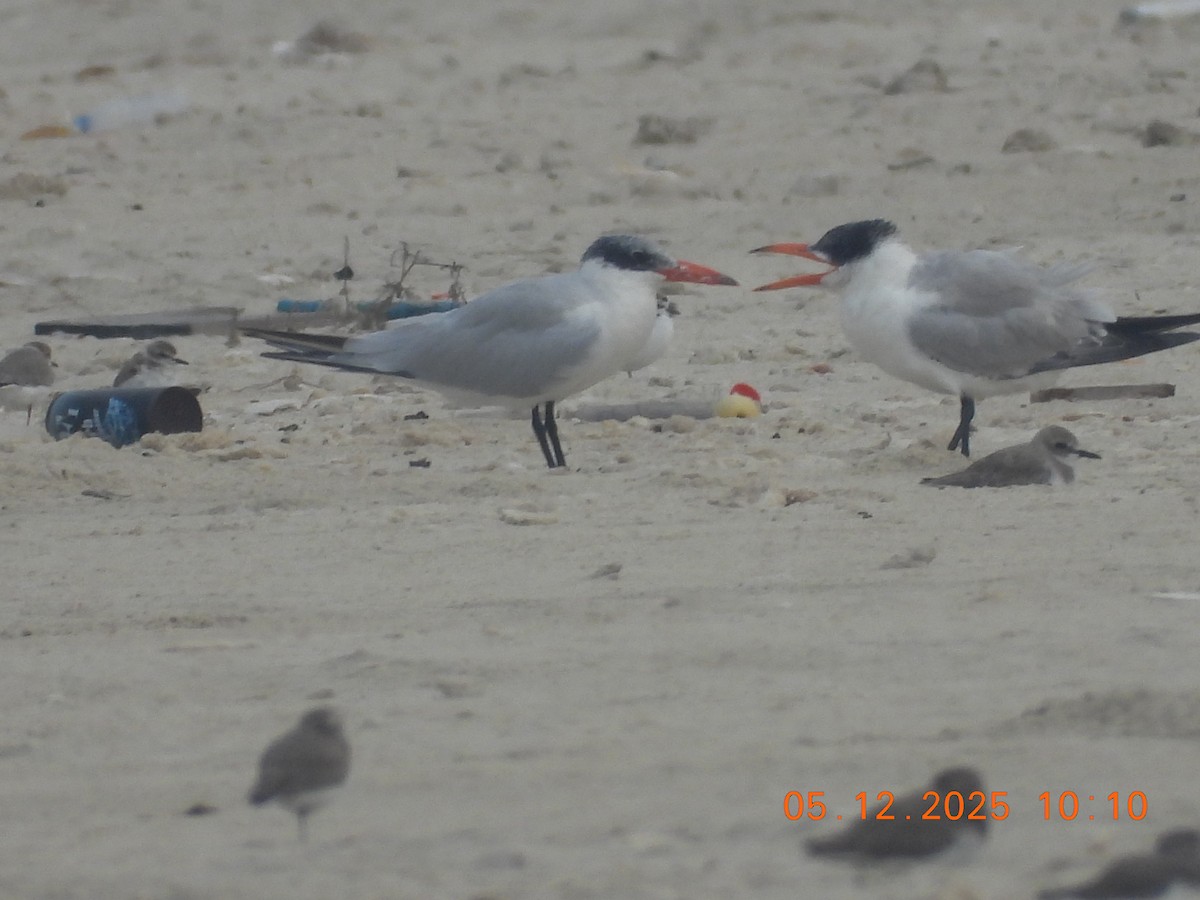 Bengalako txenada - ML646437522